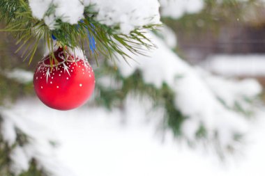 Noel top karla kaplı dalları üzerinde asılı.