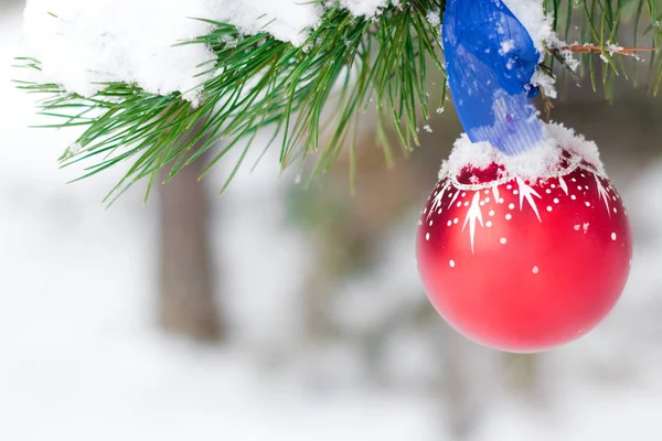 Shiny Christmas red ball hanging on pine branches with festive background Royalty Free Stock Images