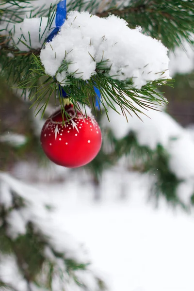 Christmas ball on branch firs in forest — Stock Photo, Image
