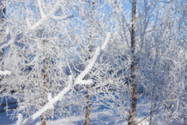 Rama de árbol en las heladas de nieve sobre fondo nevado —  Fotos de Stock