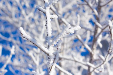 Frost ağaç şube ormanda kar