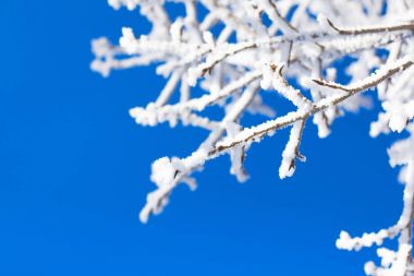 Frost kar mavi gökyüzü üzerinde ağacında şube
