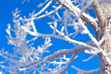 Kış ağaç kar Frost mavi gökyüzü arka plan üzerinde