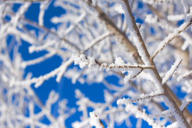 Ağaç dalı Frost mavi gökyüzü üzerinde