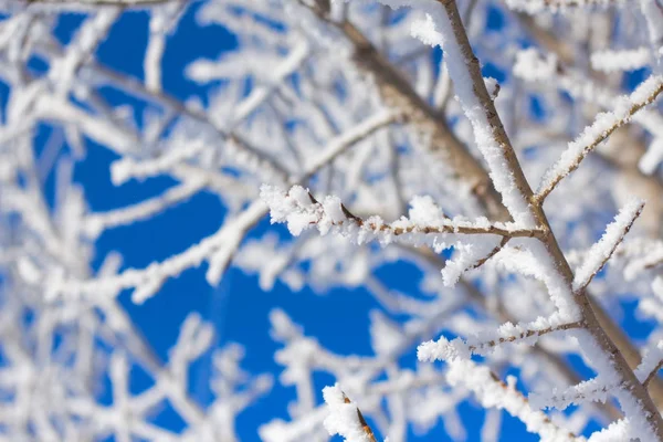 Ramo de árvore em geada no céu azul — Fotografia de Stock