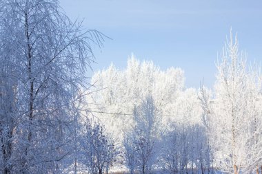 Kış kar ve mavi gökyüzü ağaçlarda