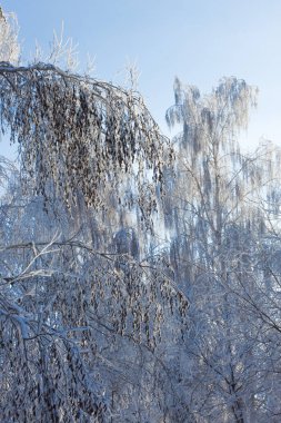 Mavi gökyüzü arka plan ayaz ağaç dallarında
