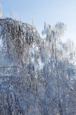 Mavi gökyüzü arka plan ayaz ağaç dallarında
