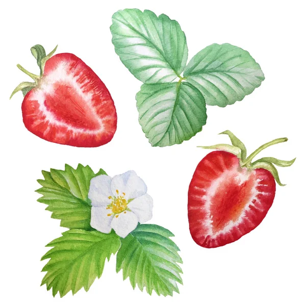 Πανό Φράουλες Ώριμα Φρούτα Του Δάσους Ζωγραφισμένο Ακουαρέλα Κατάλληλο Για — Φωτογραφία Αρχείου