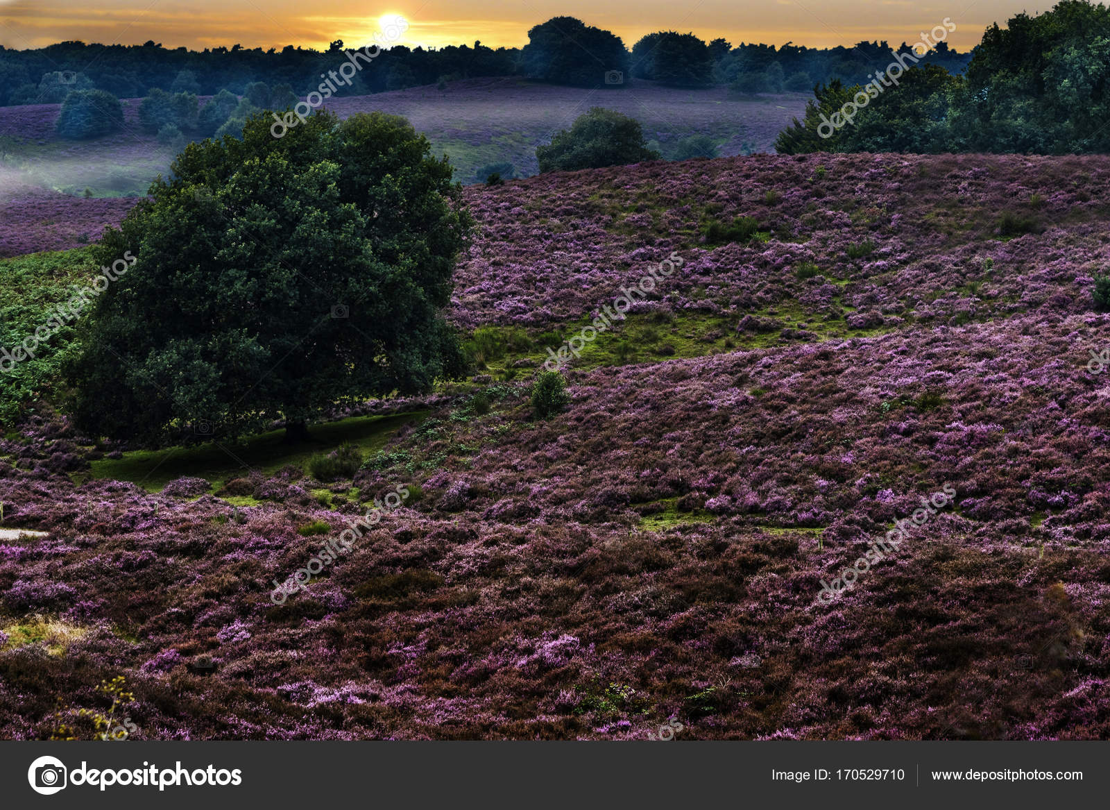 Sunrise in het wild Gilderland hills, Nederlandse nationale beschermde