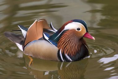 Mandarin ördeği Yüzme