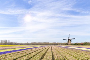 sümbül alan çiçek açan 