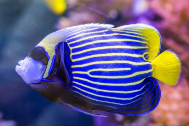 Bir yusufçuğa yaklaş