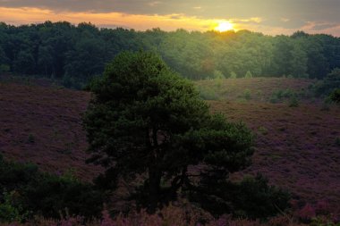 Vahşi Gilderland hills, Hollanda ulusal korunan park güneş doğarken
