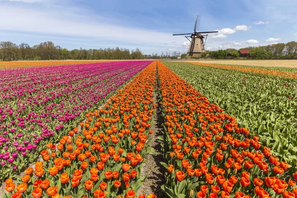 Tulpen bloeien zon — Stockfoto