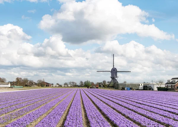 Campo de cultivo de tulipanes —  Fotos de Stock