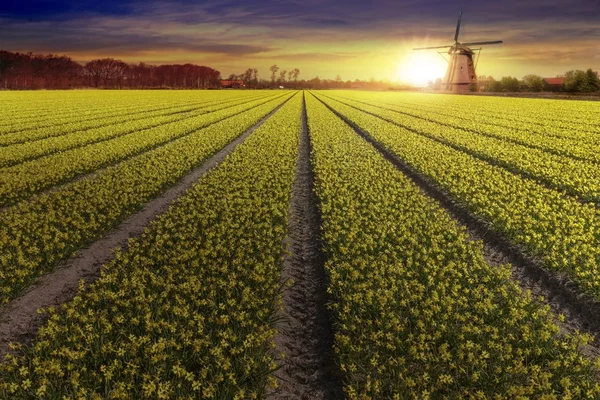 Żółta żarówka żonkil farmy w Lisse i Hilligome holenderskie miasto — Zdjęcie stockowe