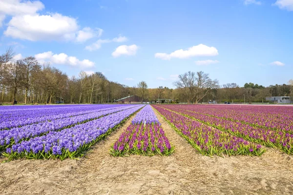 sümbül alan çiçek açan 