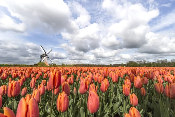 Granja de flores de tulipán en Flavoland —  Fotos de Stock