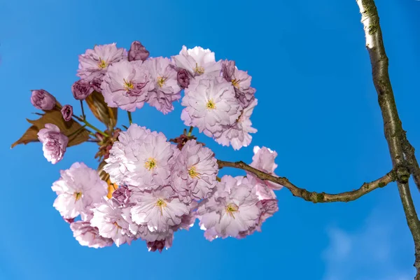 pembe sakura çiçekler