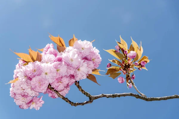 pembe sakura çiçekler