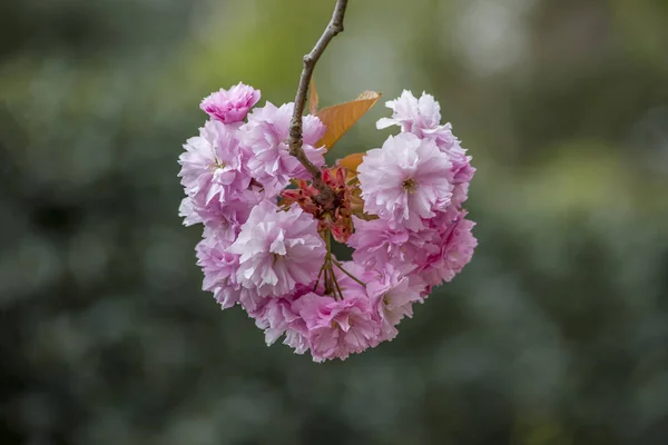 pembe sakura çiçekler