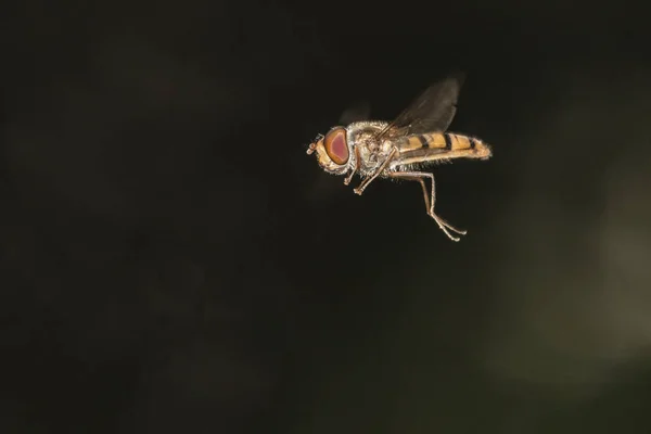 Gold flying hoverfly f — Stock Photo, Image