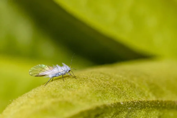 The woolly apple aphid — Stock Photo, Image