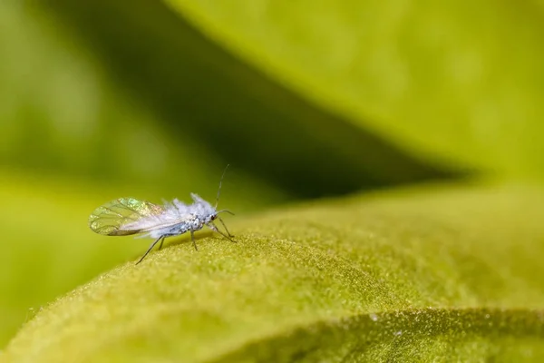 A gyapjas Alma-levéltetű — Stock Fotó