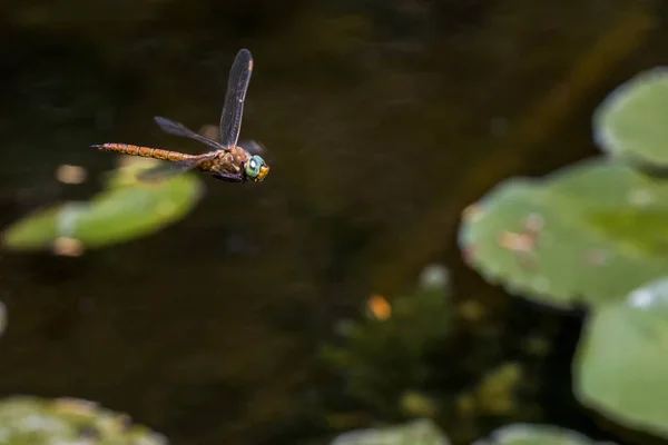 Detailní záběr dragonfly — Stock fotografie