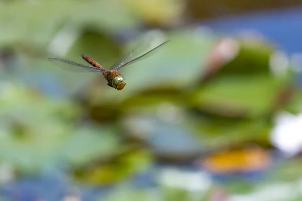 Close-up van een libel — Stockfoto