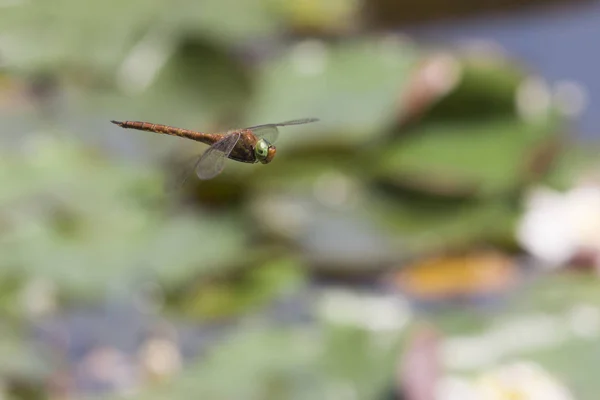 Perto de uma libélula — Fotografia de Stock