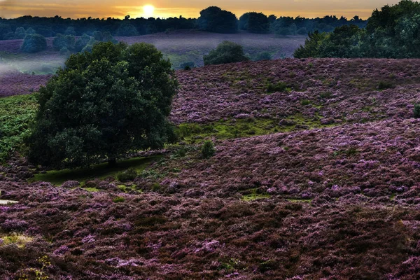 Vahşi Gilderland hills, Hollanda ulusal korunan park güneş doğarken