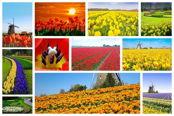 Tulpen boerderij collage — Stockfoto