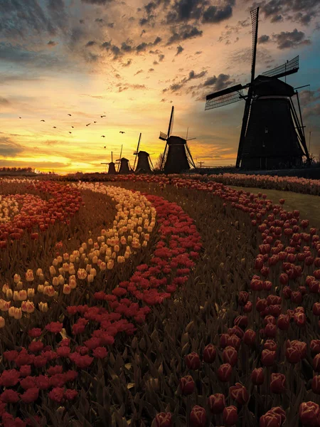 Kleurrijke Nederlandse tulip farm genest op een majestueuze windmolen onder een — Stockfoto