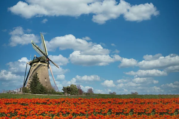 Kleurrijke Nederlandse tulip farm genest op een majestueuze windmolen onder een — Stockfoto