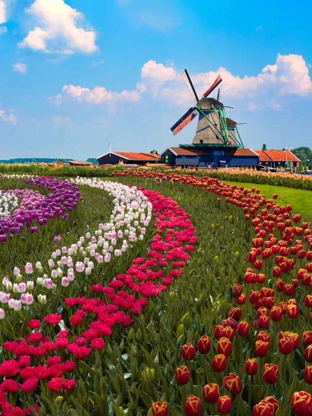 Farbenfrohe holländische Tulpenfarm inmitten einer majestätischen Windmühle unter einem — Stockfoto