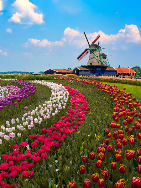 Colorful Dutch tulip farm nested to a majestic windmill under a 