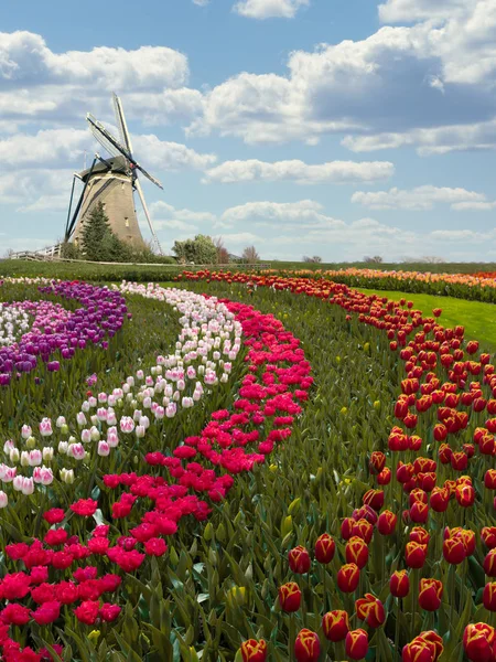 Renkli Hollanda Lale çiftlik iç içe altında görkemli bir yel değirmeni için bir 