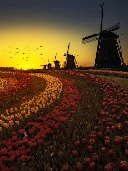 Kleurrijke Nederlandse tulip farm genest op een majestueuze windmolen onder een — Stockfoto