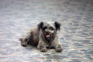 Köpek Tayland çirkin şirin gri siyah Asya