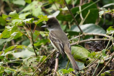 Vinales Vadisi Küba Karayip Kuba Unesco puro