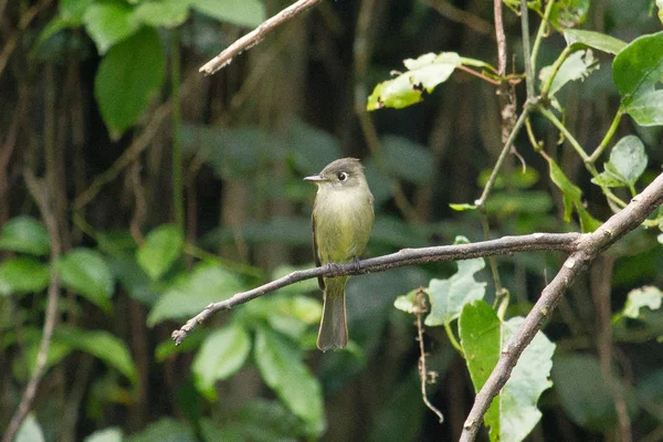 Valle dei vigneti Cuba Caraibi Kuba UNESCO sigaro — Foto Stock