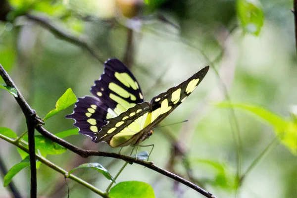 Vinales Vadisi Küba Karayip Kuba Unesco puro