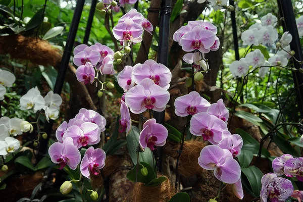 Orquídeas jardim Singapore National Orchid Garden Singapore — Fotografia de Stock