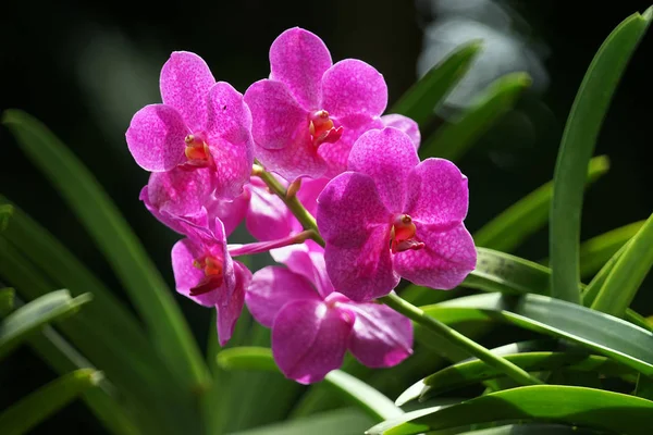 Orchids garden Singapore National Orchid Garden Singapore — Stock Photo, Image