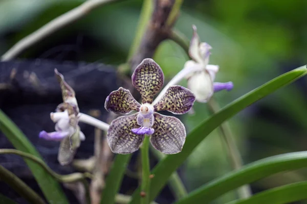 Jardin des Orchidées Jardin National des Orchidées de Singapour Singapour — Photo