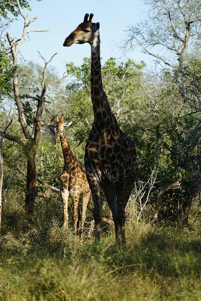 Африканська жирафа Національний парк Крюгера — стокове фото