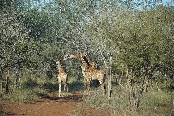 Afrikanischer Giraffen-Kruger-Nationalpark — Stockfoto
