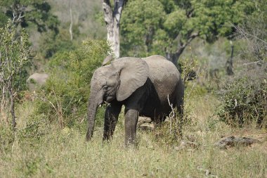 Afrika fili Kruger Milli Parkı